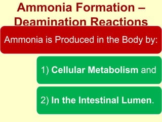 Ammonia Formation –
Deamination Reactions
Ammonia is Produced in the Body by:
1) Cellular Metabolism and
2) In the Intestinal Lumen.

 