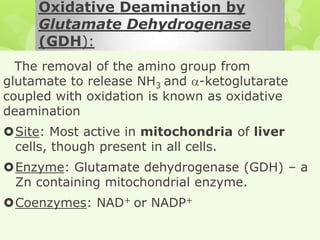 Oxidative Deamination by
Glutamate Dehydrogenase
(GDH):
The removal of the amino group from
glutamate to release NH3 and -ketoglutarate
coupled with oxidation is known as oxidative
deamination
Site: Most active in mitochondria of liver
cells, though present in all cells.
Enzyme: Glutamate dehydrogenase (GDH) – a
Zn containing mitochondrial enzyme.
Coenzymes: NAD+ or NADP+

 