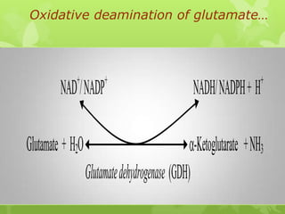 Oxidative deamination of glutamate…

+

NAD / NADP

+

Glutamate + H2O

NADH/ NADPH + H

+

-Ketoglutarate + NH3
Glutamate dehydrogenase (GDH)

 