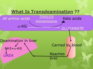 What Is Transdeamination ??
All amino acids

TISSUES
transamination

-KG

Keto acids
GLUTAMATE

Deamination in liver
NH3+ -KG

UREA

Carried by blood
Reaches
liver

 