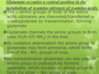 Glutamate occupies a central position in the
metabolism of -amino nitrogen of -amino acids.

The -amino groups of most of the amino
acids ultimately are channeled/transferred to
-ketoglutarate by transamination, forming
glutamate

Glutamate channels the amino groups to form
urea (H2N–CO–NH2) in the liver.

By oxidative deamination the amino group in
glutamate may form ammonia, which forms
one of the –NH2 groups of urea.
By transamination glutamate can also pass its
amino group to oxaloacetate forming
aspartate, which donates its amino group to
form the other – NH group of urea.

 