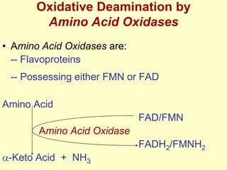 Oxidative Deamination by
Amino Acid Oxidases
• Amino Acid Oxidases are:
-- Flavoproteins
-- Possessing either FMN or FAD
Amino Acid
FAD/FMN
Amino Acid Oxidase
FADH2/FMNH2
-Keto Acid + NH3

 