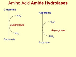 Amino Acid Amide Hydrolases
Glutamine
Aspargine
H2O
H2O
Glutaminase
Asparginase

NH3
NH3
Glutamate
Aspartate

 