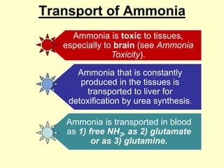 Transport of Ammonia
Ammonia is toxic to tissues,
especially to brain (see Ammonia
Toxicity).
Ammonia that is constantly
produced in the tissues is
transported to liver for
detoxification by urea synthesis.

Ammonia is transported in blood
as 1) free NH3, as 2) glutamate
or as 3) glutamine.

 