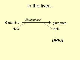 In the liver..
Glutaminase
Glutamine
H2O

glutamate
NH3

UREA

 