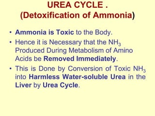 UREA CYCLE .
(Detoxification of Ammonia)
• Ammonia is Toxic to the Body.
• Hence it is Necessary that the NH3
Produced During Metabolism of Amino
Acids be Removed Immediately.
• This is Done by Conversion of Toxic NH3
into Harmless Water-soluble Urea in the
Liver by Urea Cycle.

 