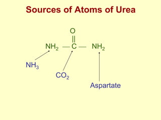 Sources of Atoms of Urea

NH2

O
||
C

NH2

NH3
CO2
Aspartate

 