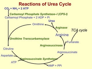 Reactions of Urea Cycle
CO2 + NH3 + 2 ATP
Carbamoyl Phosphate Synthetase–I (CPS-I)
Carbamoyl Phosphate + 2 ADP + Pi
Urea
Ornithine
Arginase

TCA cycle

Arginine
Ornithine Transcarbamoylase
Fumarate
Arginosuccinase
Citruline
Arginosuccinate

Aspartate
Arginosuccinate Synthetase
ATP
AMP + PPi

 