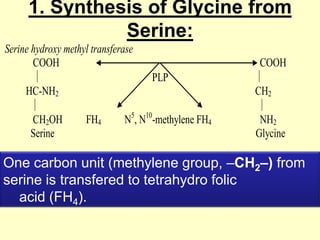 1. Synthesis of Glycine from
Serine:
Serine hydroxy methyl transferase
COOH

COOH
PLP

HC-NH2
CH2OH
Serine

CH2
FH4

N5, N10-methylene FH4

NH2
Glycine

One carbon unit (methylene group, –CH2–) from
serine is transfered to tetrahydro folic
acid (FH4).

 