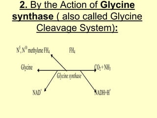 2. By the Action of Glycine
synthase ( also called Glycine
Cleavage System):
5 10

N , N methylene FH4

FH4

Glycine

CO2 + NH3
Glycine synthase
NAD

+

+

NADH+H

 