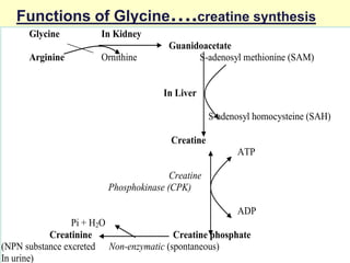 Functions of Glycine….creatine synthesis
Glycine
Arginine

In Kidney
Ornithine

Guanidoacetate
S-adenosyl methionine (SAM)

In Liver
S-adenosyl homocysteine (SAH)
Creatine
ATP
Creatine
Phosphokinase (CPK)
ADP
Pi + H2O
Creatinine
Creatine phosphate
(NPN substance excreted Non-enzymatic (spontaneous)
In urine)

 