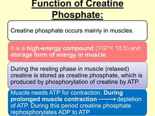 Function of Creatine
Phosphate:
Creatine phosphate occurs mainly in muscles.
It is a high-energy compound ( Go'= 10.5) and
storage form of energy in muscle.
During the resting phase in muscle (relaxed)
creatine is stored as creatine phosphate, which is
produced by phosphorylation of creatine by ATP.

Muscle needs ATP for contraction. During
prolonged muscle contraction
depletion
of ATP. During this period creatine phosphate
rephosphorylates ADP to ATP

 