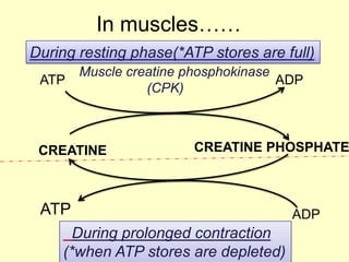 In muscles……
During resting phase(*ATP stores are full)
ATP

Muscle creatine phosphokinase
ADP
(CPK)

CREATINE

CREATINE PHOSPHATE

During prolonged contraction
(*when ATP stores are depleted)

 