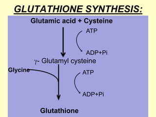 GLUTATHIONE SYNTHESIS:
Glutamic acid + Cysteine
ATP

ADP+Pi

- Glutamyl cysteine
Glycine

Glutathione

 