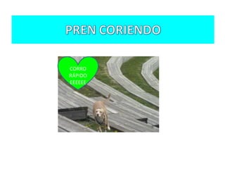 CORRO
RÁPIDO
EEEEEE

 