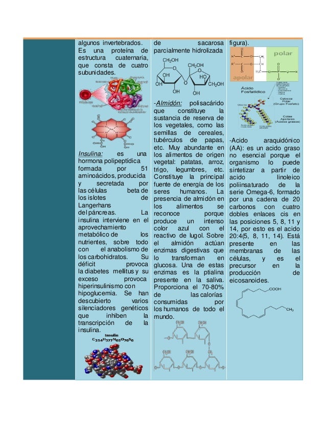 que significa prota que significa prota