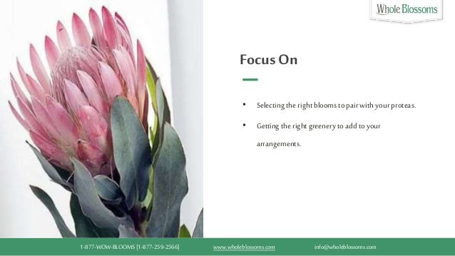 Use Protea Flower Arrangements On Your Special Day