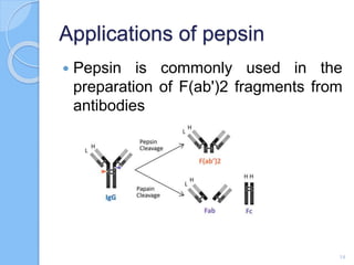 Applications of pepsin
 Pepsin is commonly used in the
preparation of F(ab')2 fragments from
antibodies
14
 