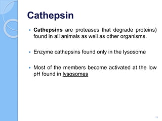 Cathepsin
 Cathepsins are proteases that degrade proteins)
found in all animals as well as other organisms.
 Enzyme cathepsins found only in the lysosome
 Most of the members become activated at the low
pH found in lysosomes
18
 