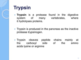 Trypsin
 Trypsin is a protease found in the digestive
system of many vertebrates, where
it hydrolyses proteins.
 Trypsin is produced in the pancreas as the inactive
protease trypsinogen.
 Trypsin cleaves peptide chains mainly at
the carboxyl side of the amino
acids lysine or arginine
20
 