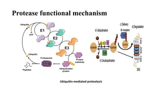 Protease function and their mechanism.pptx