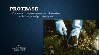 PROTEASE
The main Nitrogen mineralizer & catalyzer
of hydrolysis of proteins in soil
BY
A.A.J.K. Eranga
20282 - PDN
 