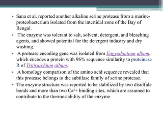 • Sana et al. reported another alkaline serine protease from a marine-
proteobacterium isolated from the intertidal zone of the Bay of
Bengal.
• The enzyme was tolerant to salt, solvent, detergent, and bleaching
agents, and showed potential for the detergent industry and dry
washing.
• A protease encoding gene was isolated from Engyodontium album,
which encodes a protein with 96% sequence similarity to proteinase
R of Tritirarchium album.
• A homology comparison of the amino acid sequence revealed that
this protease belongs to the subtilase family of serine protease.
• The enzyme structure was reported to be stabilized by two disulfide
bonds and more than two Ca²+ binding sites, which are assumed to
contribute to the thermostability of the enzyme.
 
