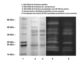 1: SDS-PAGE de Proteínas padrões
           2: SDS-PAGE de Proteínas do extrato bruto
           3: SDS-PAGE de Proteínas precipitadas com 30-70% de etanol
           4: Extrato bruto ( atividade proteolítica na azo-caseína)
           5: Precipitado com etanol 30-70% (atividade proteolítica na azo-caseína)


66 kDa –


46 kDa –


36 kDa –


29 kDa –
24 kDa –



14 kDa –

            1               2        3            4                    5
 