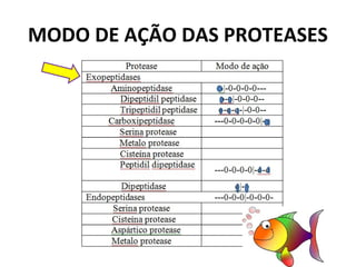 MODO DE AÇÃO DAS PROTEASES
 