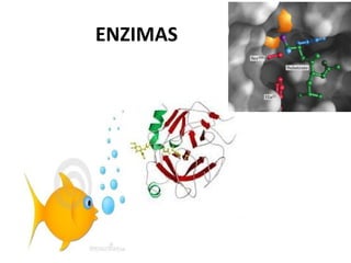ENZIMAS
 