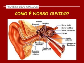 PROTEJA SEUS OUVIDOS


     COMO É NOSSO OUVIDO?
 