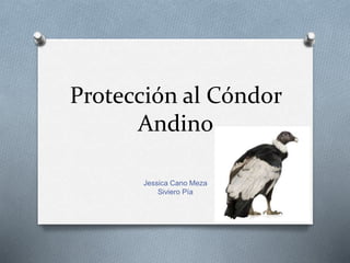 Protección al Cóndor
Andino
Jessica Cano Meza
Siviero Pía
 
