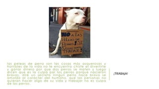 las peleas de per ro son las cosas más asquerosas y 
hor r ibles de la vida no le encuent ro chi s te el diver t i r te 
y ganar dinero por que dos per ros se maten y luego 
dicen que es la culpa por los per ros porque nacieron 
bravos , di ré un secreto ningún per ro nace bravo se 
amolda al carácter del humano. que las per sonas no 
quieran hacer algo de su vida y t rabajar no es culpa 
de los per ros . 
¡TRABAJA! 
 