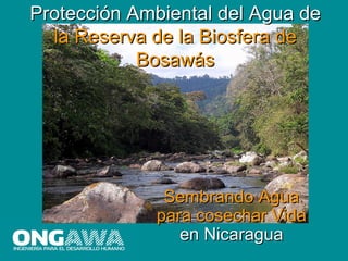 Protección Ambiental del Agua de
  la Reserva de la Biosfera de
            Bosawás




              Sembrando Agua
             para cosechar Vida
                en Nicaragua
 