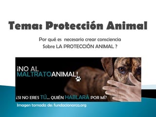 Por qué es necesario crear consciencia
Sobre LA PROTECCIÓN ANIMAL ?
Imagen tomada de: fundacionorca.org
 