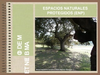 MEDIO
AMBIENTE
ESPACIOS NATURALES
PROTEGIDOS (ENP)
Parque Natural de Cornalvo y Sierra Bermeja (Badajoz)
 