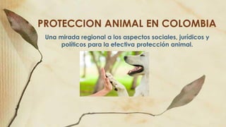 PROTECCION ANIMAL EN COLOMBIA
Una mirada regional a los aspectos sociales, jurídicos y
políticos para la efectiva protección animal.
 