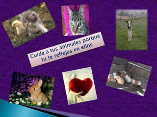 Proteccion de animales