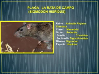 PLAGA LA RATA DE CAMPO
(SIGMODON HISPIDUS)
Reino: Animalia Phylum:
Chordata
Clase: Mammalia
Orden: Rodentia
Familia Cricetidae
Subfamilia Sigmodontidae
Género: Sigmodon
Especie: Hispidus
 