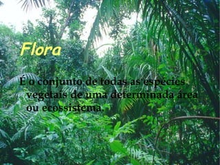 Flora É o conjunto de todas as espécies vegetais de uma determinada área ou ecossistema. 