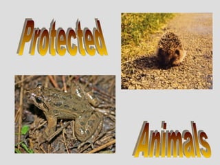 Protected Animals 
