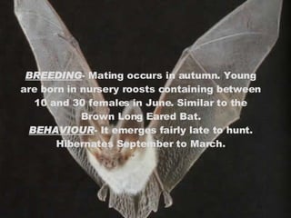BREEDING - Mating occurs in autumn. Young are born in nursery roosts containing between 10 and 30 females in June. Similar to the Brown Long Eared Bat. BEHAVIOUR - It emerges fairly late to hunt. Hibernates September to March. 