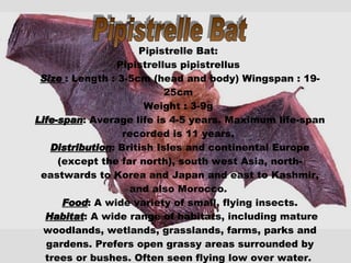 Pipistrelle Bat Pipistrelle Bat:  Pipistrellus pipistrellus  Size  : Length : 3-5cm (head and body) Wingspan : 19-25cm  Weight : 3-9g  Life-span : Average life is 4-5 years. Maximum life-span recorded is 11 years.  Distribution : British Isles and continental Europe (except the far north), south west Asia, north-eastwards to Korea and Japan and east to Kashmir, and also Morocco.  Food : A wide variety of small, flying insects. Habitat : A wide range of habitats, including mature woodlands, wetlands, grasslands, farms, parks and gardens. Prefers open grassy areas surrounded by trees or bushes. Often seen flying low over water.  