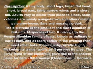 Description:  A tiny body, short legs, broad flat head; short, broad ears, fairly narrow wings and a short tail. Adults vary in colour from place to place, some colonies are mainly orange-brown and others mainly pale grey-brown. Ears and muzzle are dark.  The pipistrelle is the smallest and most common of Britain's 14 species of bat. It belongs to the Vespertilionidae family of bats, known as ordinary or earlet bats, and appears earlier in the evening than most other bats. It has a jerky, erratic flight, flickering its wings rapidly as it pursues its prey. The jerky flight of the pipistrelle gave rise to the ancient name for bats - flittermouse (Fledermaus in German). 