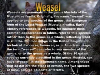 Weasels are mammals in the genus Mustela of the Mustelidae family. Originally, the name "weasel" was applied to one species of the genus, the European form of the Least Weasel (Mustela nivalis). Early literary references to weasels, for example their common appearances in fables, refer to this species rather than to the genus as a whole, reflecting what is still the common usage in the United Kingdom. In technical discourse, however, as in American usage, the term "weasel" can refer to any member of the genus, or to the genus as a whole. Of the 16 extant species currently classified in the genus Mustela, ten have "weasel" in their common name. Among those that do not are the stoat or ermine, the two species of mink, and the polecats or ferrets. Weasel 