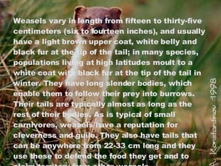 Weasels vary in length from fifteen to thirty-five centimeters (six to fourteen inches), and usually have a light brown upper coat, white belly and black fur at the tip of the tail; in many species, populations living at high latitudes moult to a white coat with black fur at the tip of the tail in winter. They have long slender bodies, which enable them to follow their prey into burrows. Their tails are typically almost as long as the rest of their bodies. As is typical of small carnivores, weasels have a reputation for cleverness and guile. They also have tails that can be anywhere from 22-33 cm long and they use these to defend the food they get and to claim territory from other weasels. 