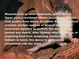 Weasels feed on small mammals, and in former times were considered vermin since some species took poultry from farms, or rabbits from commercial warrens. Certain species of weasel and ferrets, have been reported to perform the mesmerizing weasel war dance, after fighting other creatures, or acquiring food from competing creatures. In folklore at least, this dance is particularly associated with the stoat. 