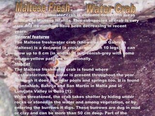 Maltese Fresh Water Crab The Maltese freshwater crab is endemic to certain areas within the Maltese Islands. This subspecies of crab is very rare and its numbers have been decreasing in recent years. General features The Maltese freshwater crab (known as the Qabru in Maltese) is a decapod (a crustacean with 10 legs). It can grow up to 8 cm (in width). It is greenish-grey with some orange-yellow patches occasionally. Habitat The Maltese freshwater crab is found where freshwater/running water is present throughout the year although it does live near pools and springs too. It is found in Imtaħleb, Baħrija and San Martin in Malta and in Lunzjata Valley in Gozo [1]. When threatened, the crab takes shelter by hiding under rocks or stones in the water and among vegetation, or by entering the burrows it digs. These burrows are dug in mud or clay and can be more than 50 cm deep. Part of the burrow is normally flooded  