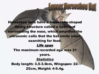 Lesser Horseshoe Bat Horseshoe bats have a horseshoe-shaped fleshy structure called a nose-leaf surrounding the nose, which amplifies the ultrasonic calls that the bat emits when searching for food. Life span The maximum recorded age was 21 years. Statistics Body length: 3.5-3.9cm, Wingspan: 22-25cm, Weight: 4-9.4g. 