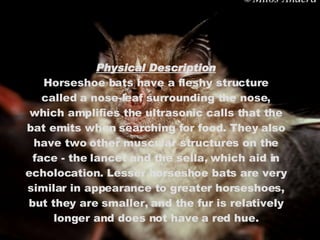 Physical Description Horseshoe bats have a fleshy structure called a nose-leaf surrounding the nose, which amplifies the ultrasonic calls that the bat emits when searching for food. They also have two other muscular structures on the face - the lancet and the sella, which aid in echolocation. Lesser horseshoe bats are very similar in appearance to greater horseshoes, but they are smaller, and the fur is relatively longer and does not have a red hue. 